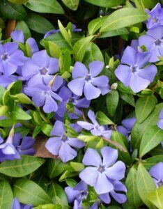 Vinca minor - Petite pervenche - fleurs