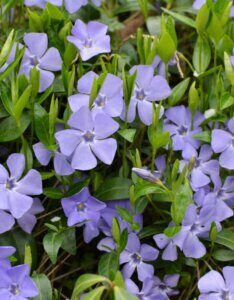 Vinca minor - Petite pervenche - fleurs