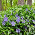 Vinca minor - Petite pervenche - Vue d'ensemble