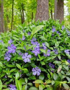 Vinca minor - Petite pervenche - Vue d'ensemble