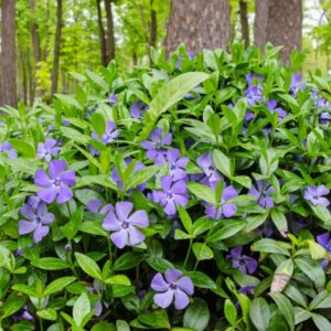 Vinca minor - Petite pervenche - Vue d'ensemble