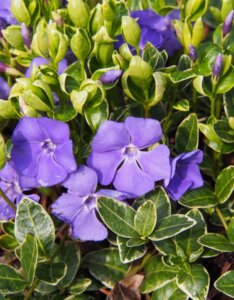 Vinca minor Ralph Shugert - Petite pervenche - Fleurs