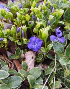 Vinca minor Ralph Shugert - Petite pervenche - Couvre sol