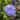Vinca minor Ralph Shugert_1053732911