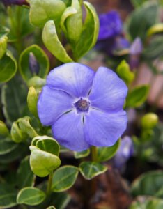 Vinca minor Ralph Shugert - Petite pervenche - Fleurs