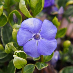 Vinca minor Ralph Shugert - Petite pervenche - Fleurs