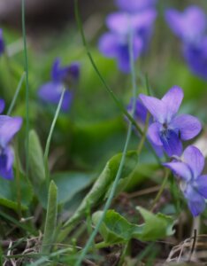 Viola odorata Königin Charlotte - Violette odorante - fleurs