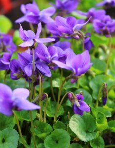 Viola odorata Königin Charlotte - Violette odorante - fleurs