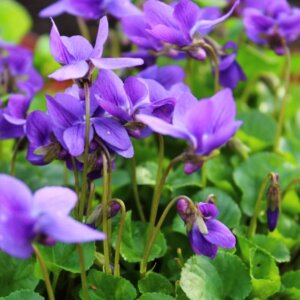 Viola odorata Königin Charlotte - Violette odorante - fleurs