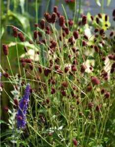 Sanguisorba officinalis Tanna - vue d'ensemble