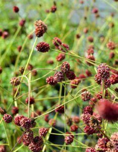 Sanguisorba officinalis Tanna - vue d'ensemble