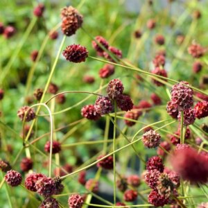 Sanguisorba officinalis Tanna - vue d'ensemble