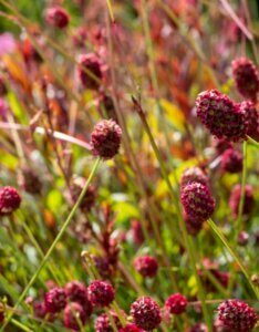 Sanguisorba officinalis Tanna - fleurs