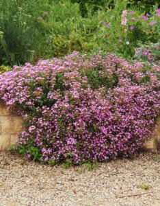 Saponaria ocymoides - vue d'ensemble