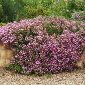 Saponaria ocymoides - vue d'ensemble