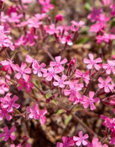 Saponaria ocymoides - fleurs