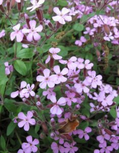 Saponaria ocymoides - fleurs