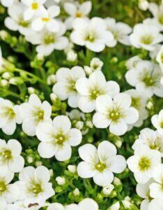 Saxifraga Schneeteppich - fleurs