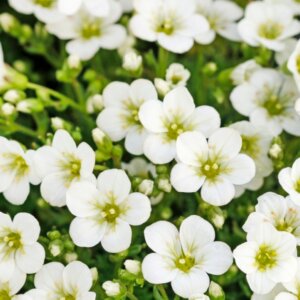 Saxifraga Schneeteppich - fleurs