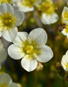 Saxifraga Schneeteppich - fleurs