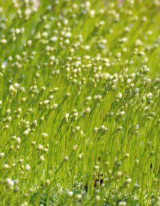 Saxifraga Schneeteppich - vue d'ensemble