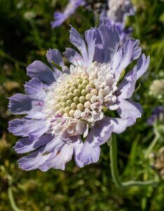 Scabiosa caucasica Perfecta - fleur