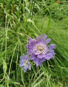 Scabiosa caucasica Perfecta - fleurs