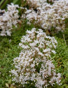 Sedum album Coral Carpet - vue d'ensemble