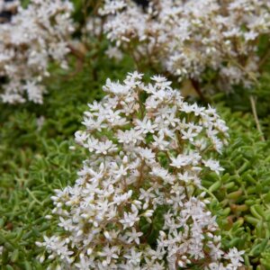 Sedum album Coral Carpet - vue d'ensemble