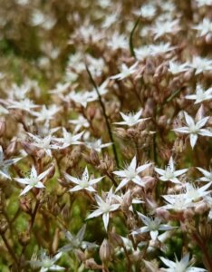 Sedum album Coral Carpet - fleurs