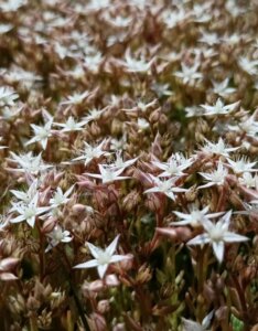 Sedum album Coral Carpet - fleurs