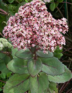 sedum cauticola lidakense- fleur