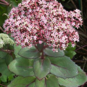 sedum cauticola lidakense- fleur