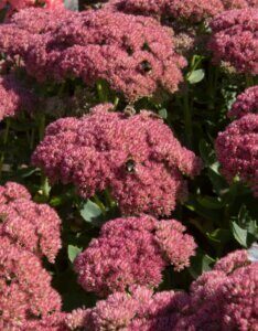 Sedum spectabile Brillant - fleurs