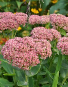 Sedum spectabile Brillant - fleurs