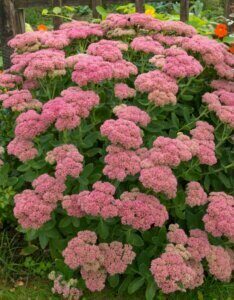 Sedum spectabile Brillant - vue d'ensemble