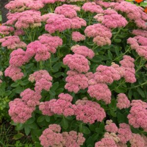 Sedum spectabile Brillant - vue d'ensemble
