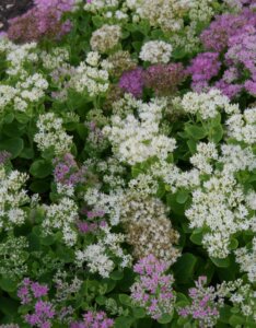 Sedum spectabile Stardust - vue d'ensemble