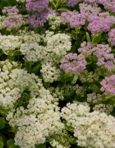 Sedum spectabile Stardust - vue d'ensemble
