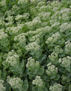 Sedum spectabile Stardust - vue d'ensemble
