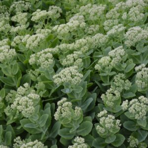 Sedum spectabile Stardust - vue d'ensemble