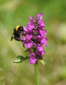 Stachys monieri Hummelo - fleurs