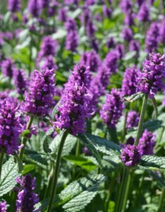 Stachys monieri Hummelo - fleurs vue d'ensemble