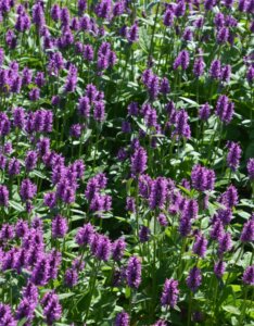 Stachys monieri Hummelo - vue d'ensemble