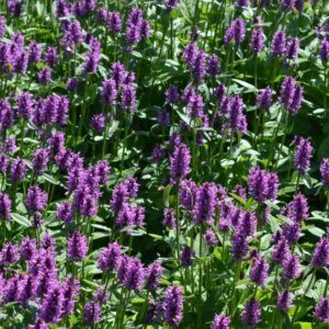Stachys monieri Hummelo - vue d'ensemble