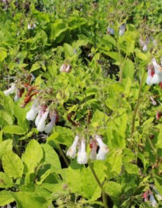 Symphytum grandiflorum Wisley Blue - vue d'ensemble