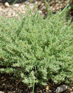 Thymus vulgaris Compactus - vue d'ensemble