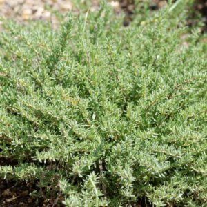 Thymus vulgaris Compactus - vue d'ensemble