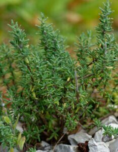 Thymus vulgaris Compactus - vue rapprochée