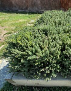 Thymus vulgaris Compactus - vue d'enesmble